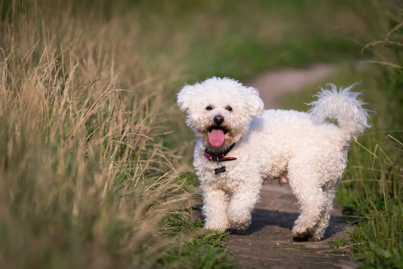 Bichon Frize runs across the field