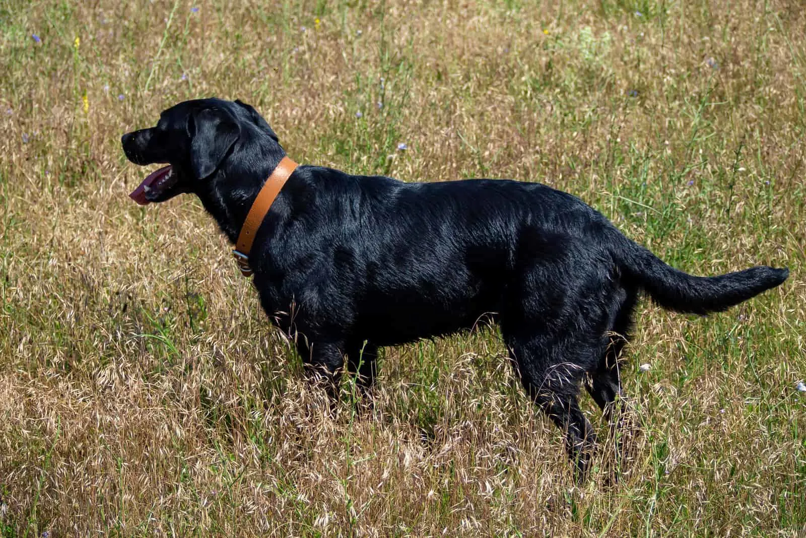 Black Swamp Labradors standing in the grass
