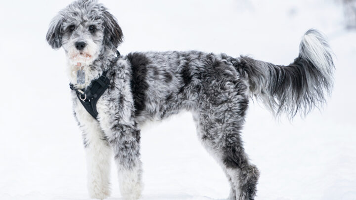 Blue Merle Aussiedoodle: The People’s Choice