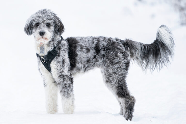 blue merle labradoodle in snow