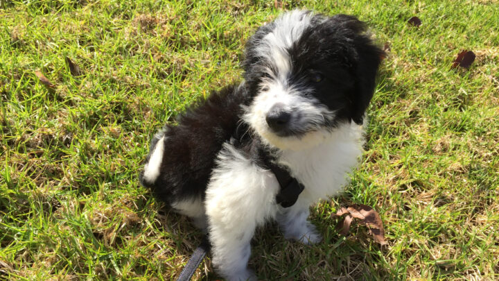 Border Collie Poodle Mix: Characteristics Of The Bordoodle