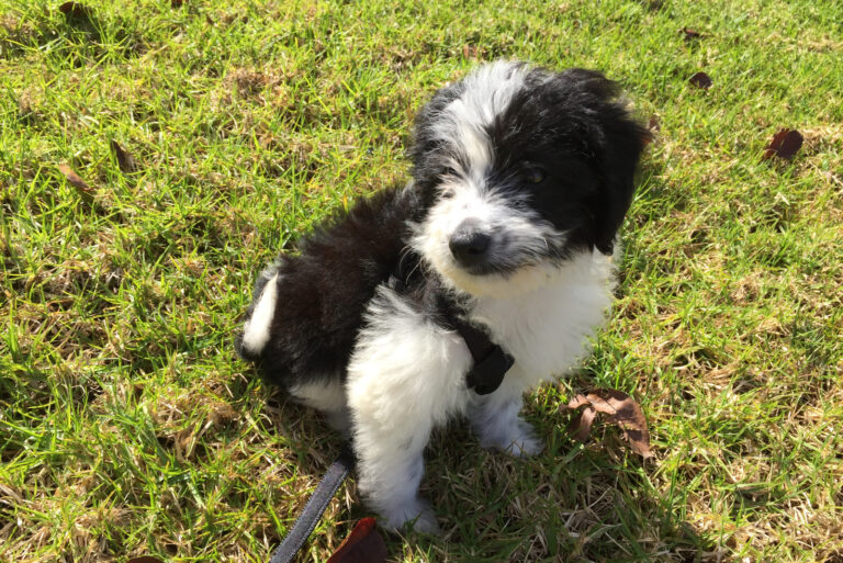 Bordoodle sitting on grass