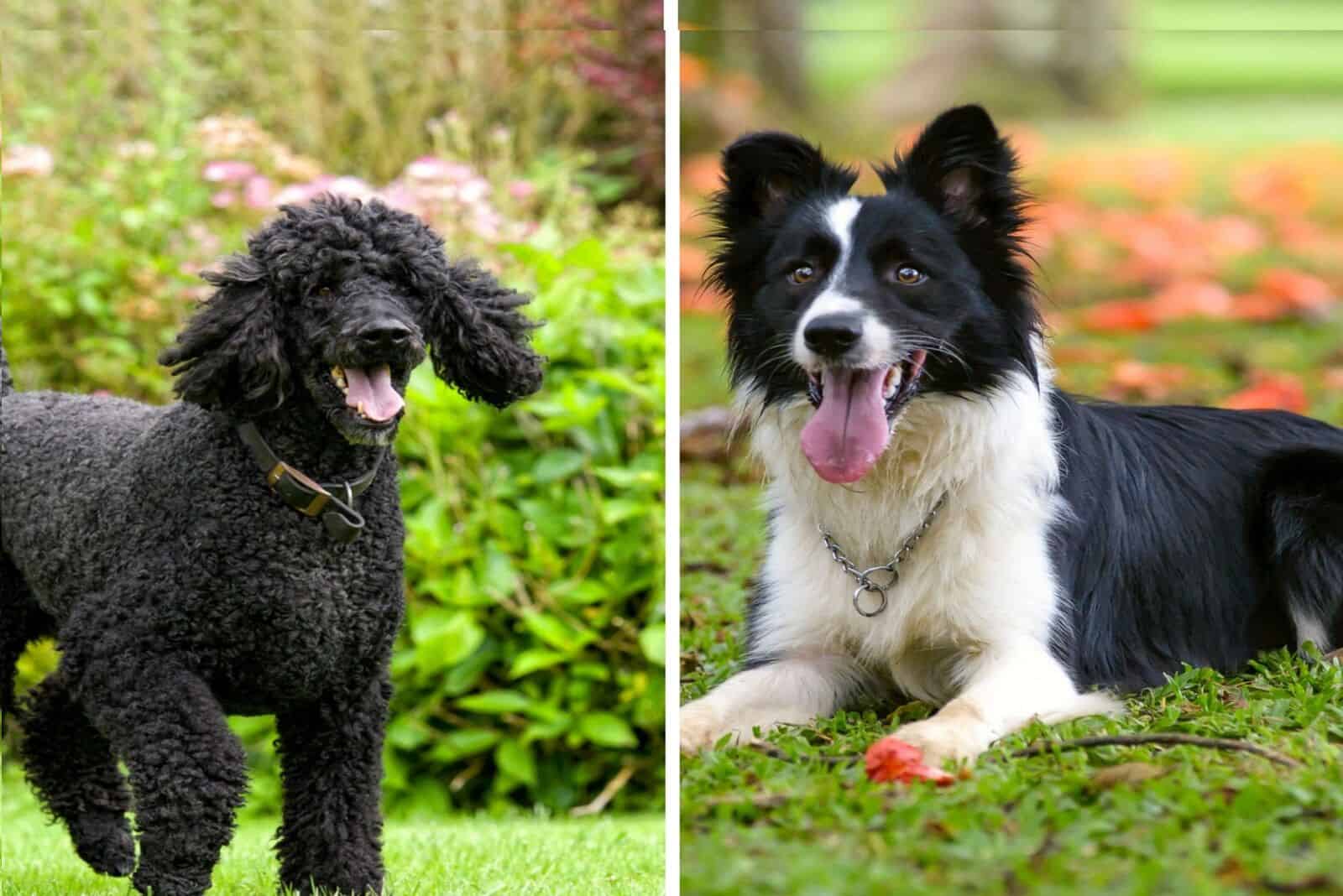 Border Collie and standard poodle 