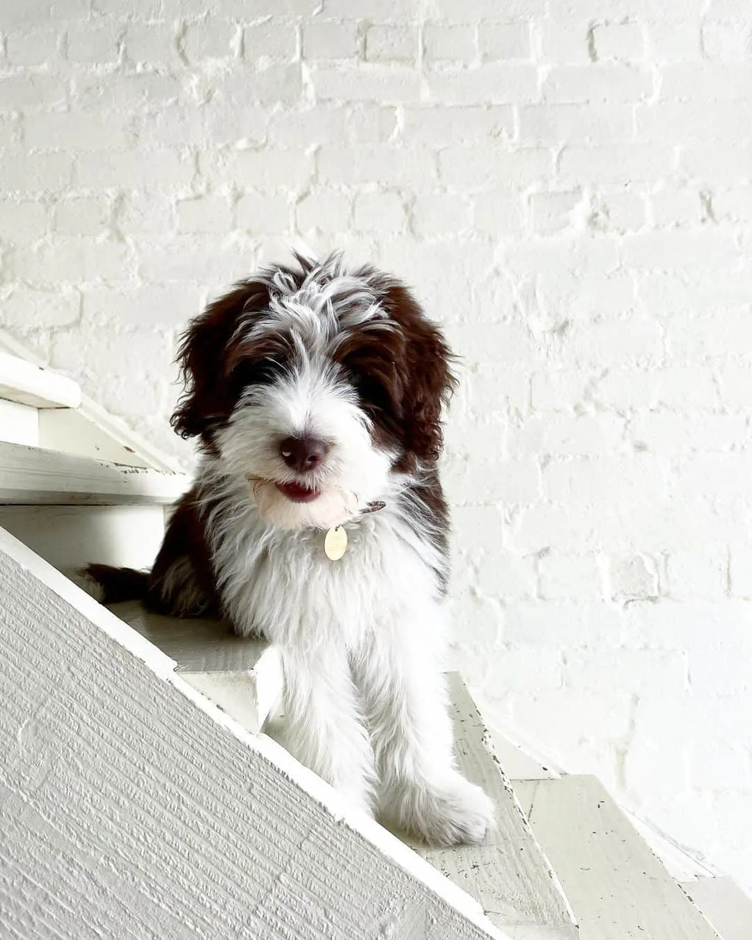 Bordoodle standing on stairs