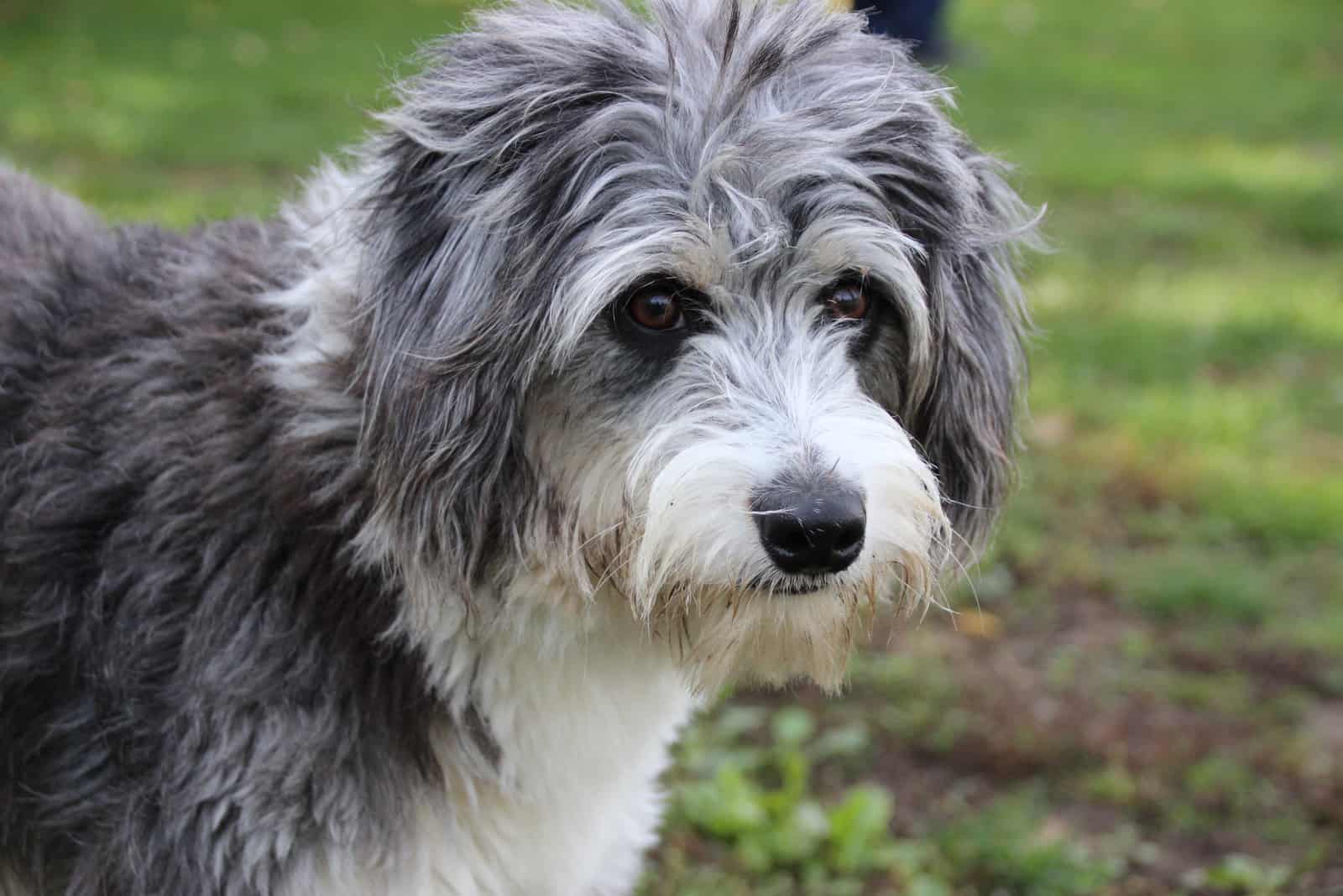 Bordoodle standing outside