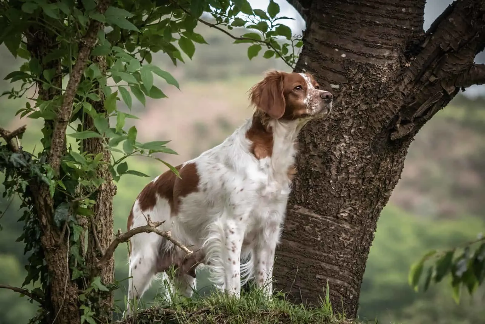 Brittany Spaniel standing by tree