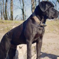 cane corso boerboel mix