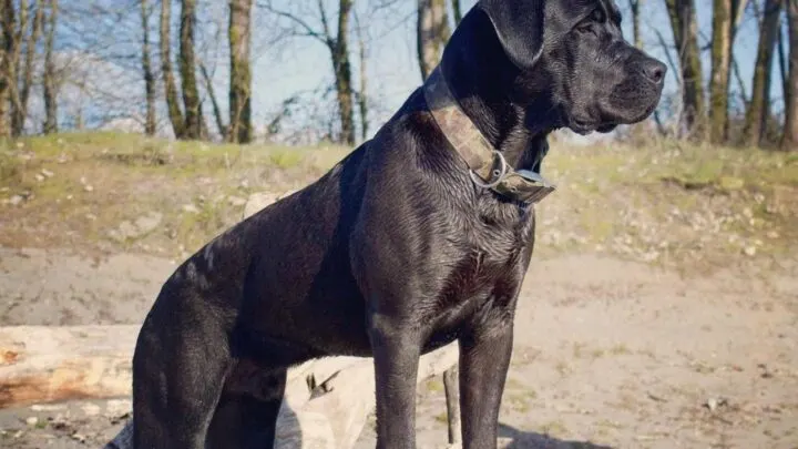 are cane corso good for hiking