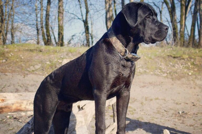 cane corso boerboel mix