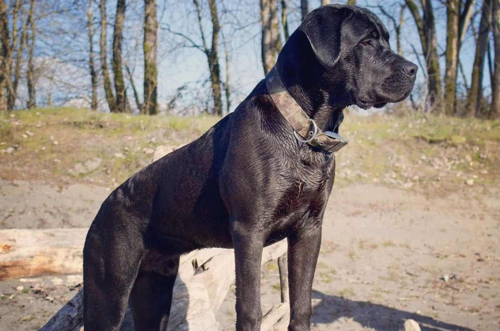 Cane Corso Boerboel Mix: The Giant Crossbreed Dog For ...