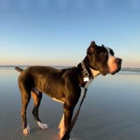 Cane Corso Dogo Argentino Mix standing on beach