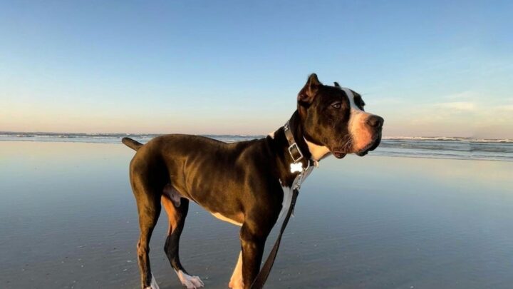 Cane Corso Dogo Argentino Mix: Similarities Attract, Too