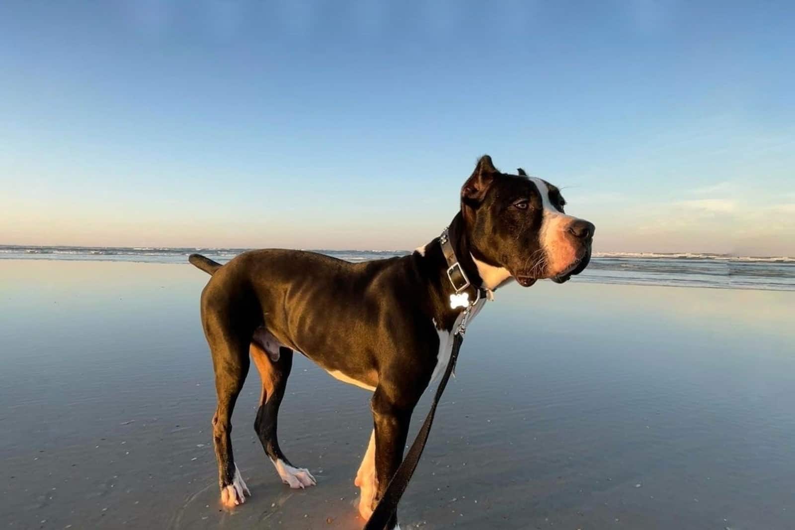 Cane Corso Dogo Argentino Mix standing on beach