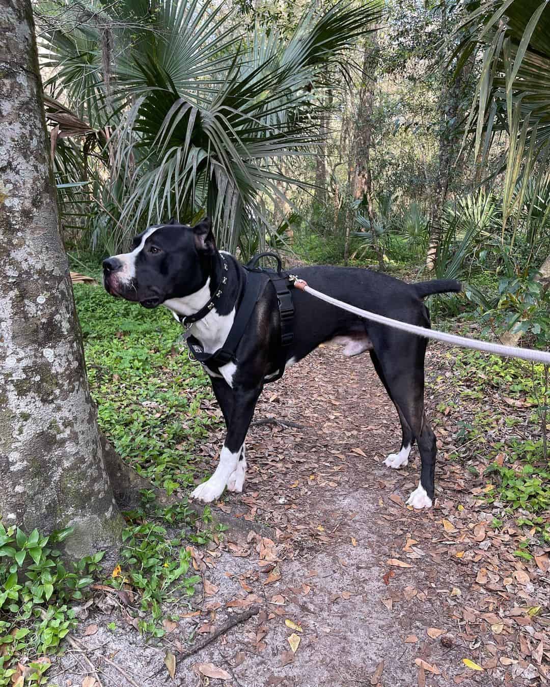 Cane Corso Dogo Argentino Mix standing in woods