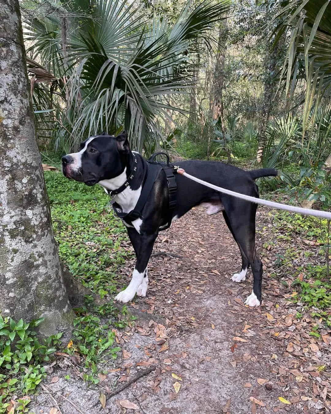 Cane Corso Dogo Argentino Mix standing in woods
