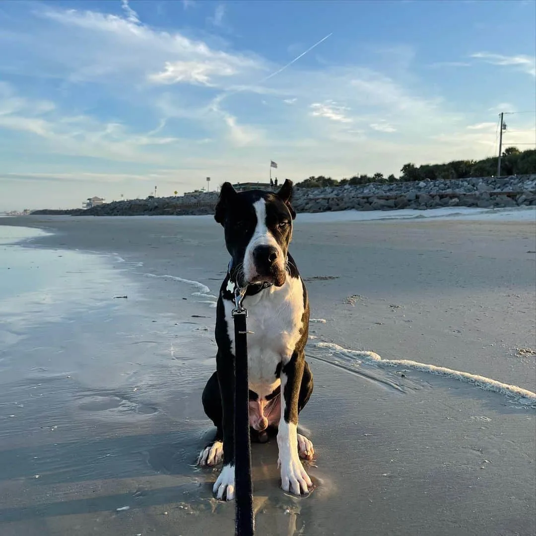 Cane Corso Dogo Argentino Mix standing on beach by sea