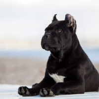 Cane Corso sitting looking away