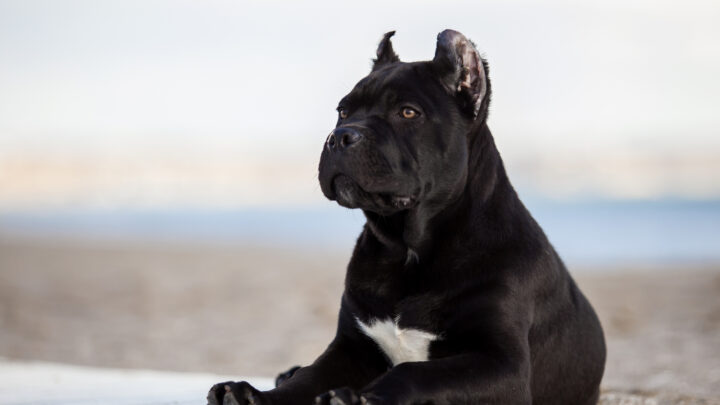 Cane Corso Ear Cropping – To Cut Or Not To Cut?