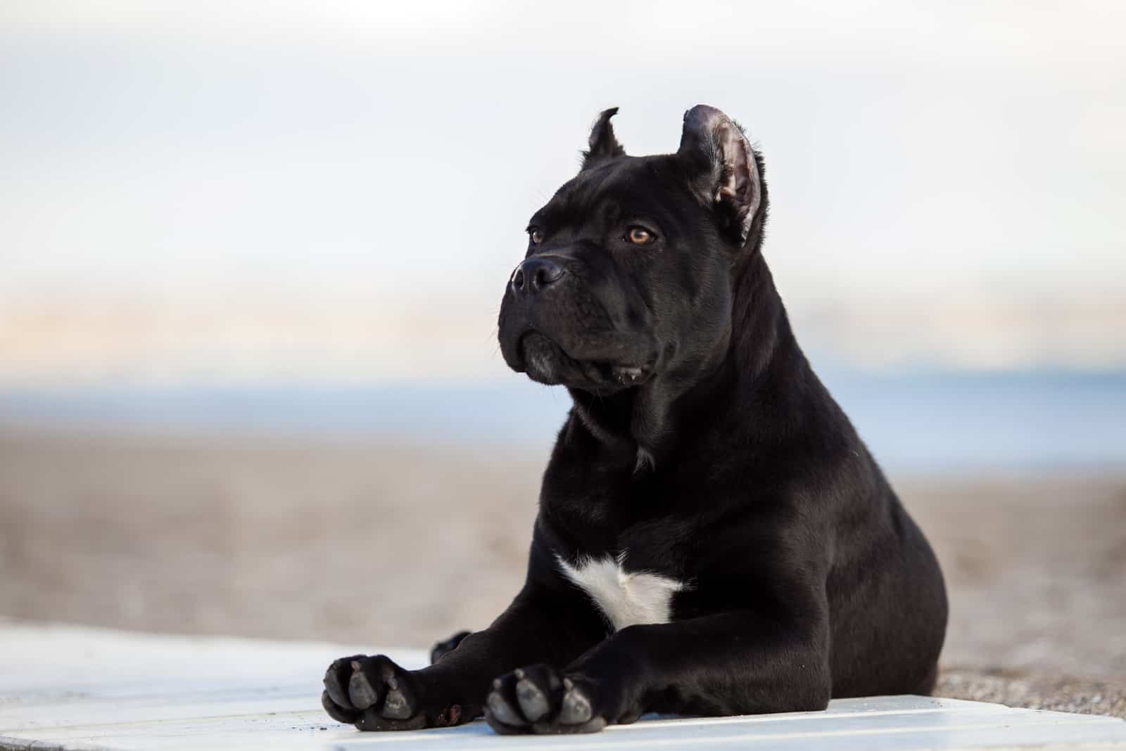 Cane Corso sitting looking away