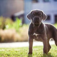 cute cane corso puppy