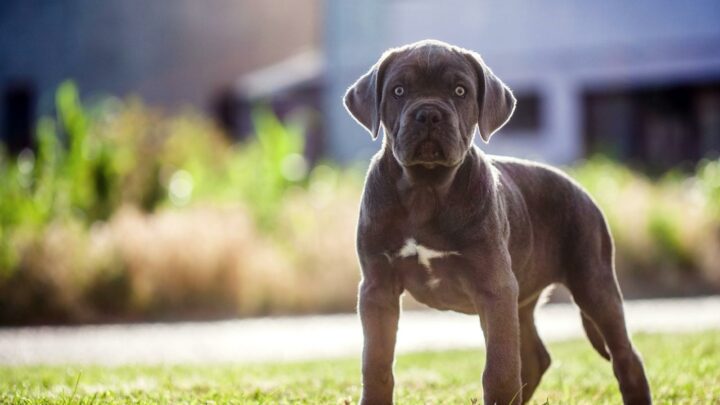 Cane Corso Feeding Chart: A Guide To Your Giant Dog’s Diet