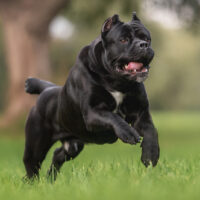 black cane corso running