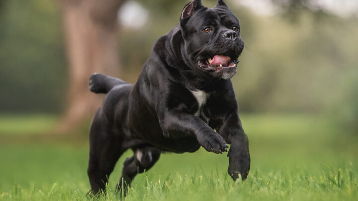 Cane Corso Growth Chart – How Big Do These Dogs Get?