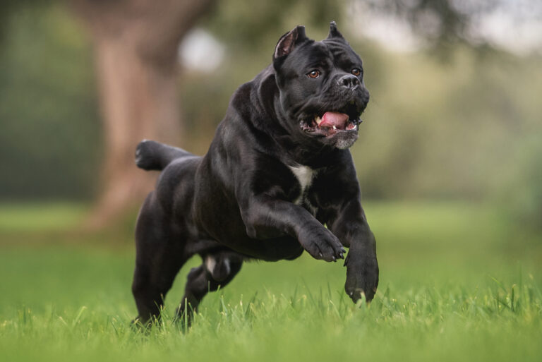 black cane corso running