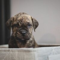 cane corso presa canario puppy