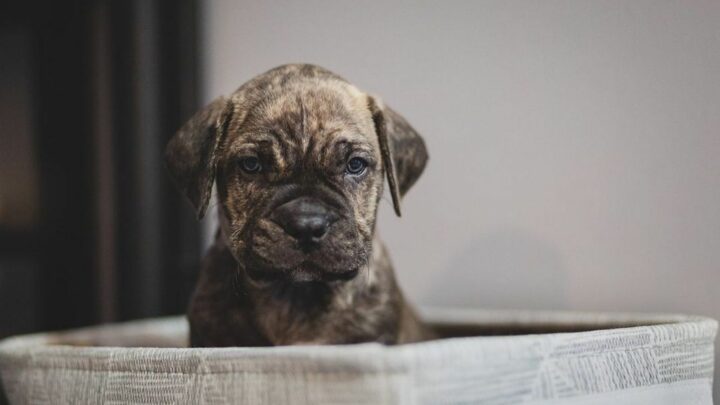 Cane Corso Presa Canario Mix: A Word On This Unusual Hybrid