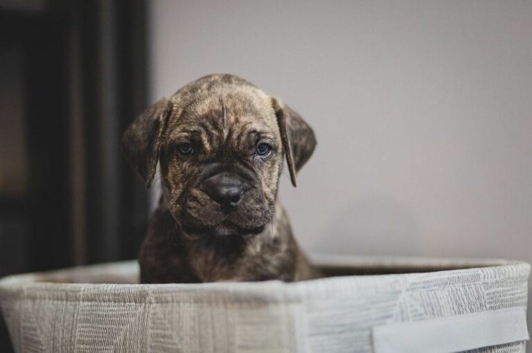 cane corso presa canario puppy