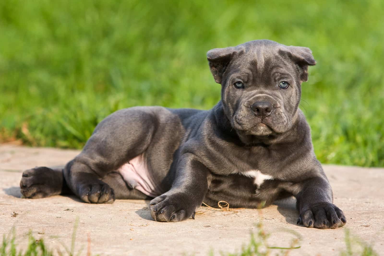 Cane Corso Puppy With Cropped Ears lying outside