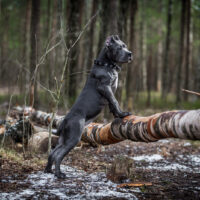 cane corso in nature