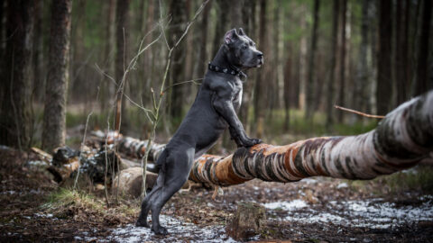 cane corso in nature