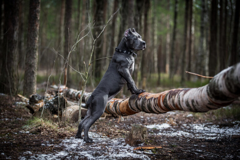 cane corso in nature