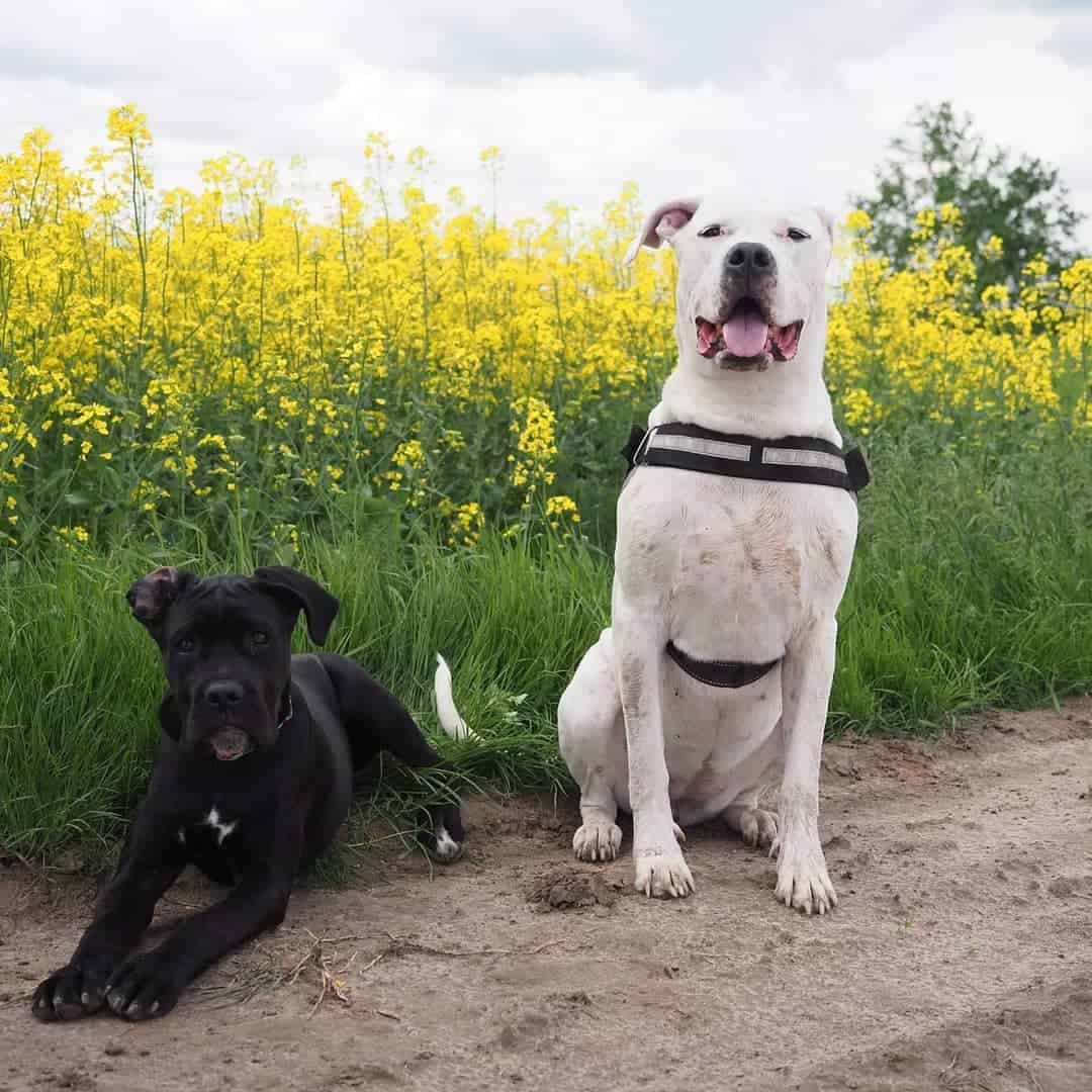 Cane Corso and Dogo Argentino with flowers in background