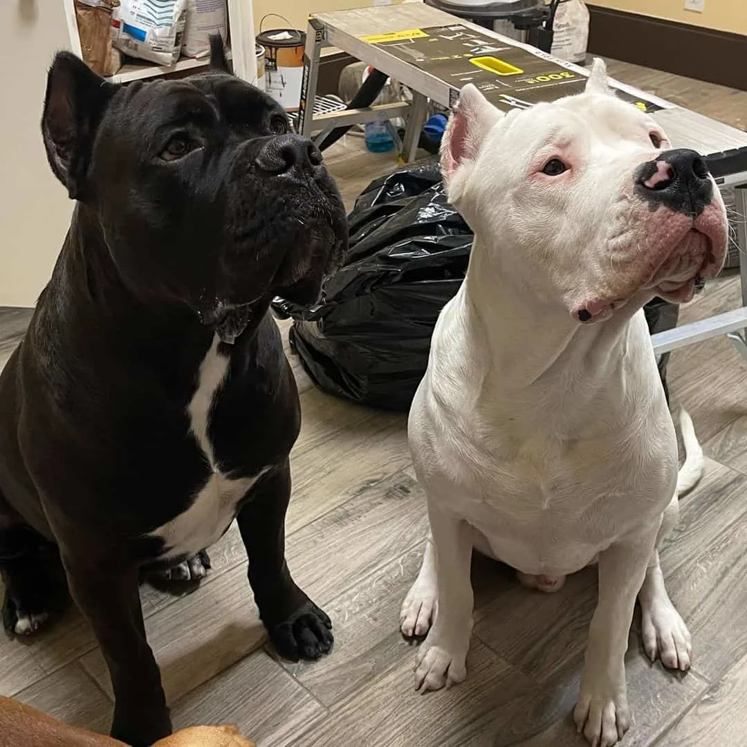 Cane Corso and Dogo Argentinos sitting on floor