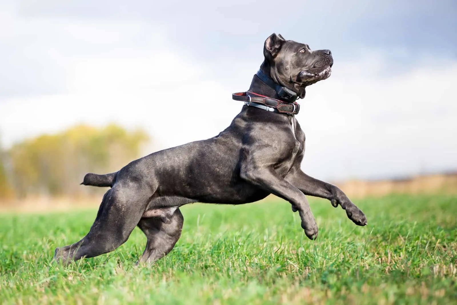 Cane Corso playing outside on grass