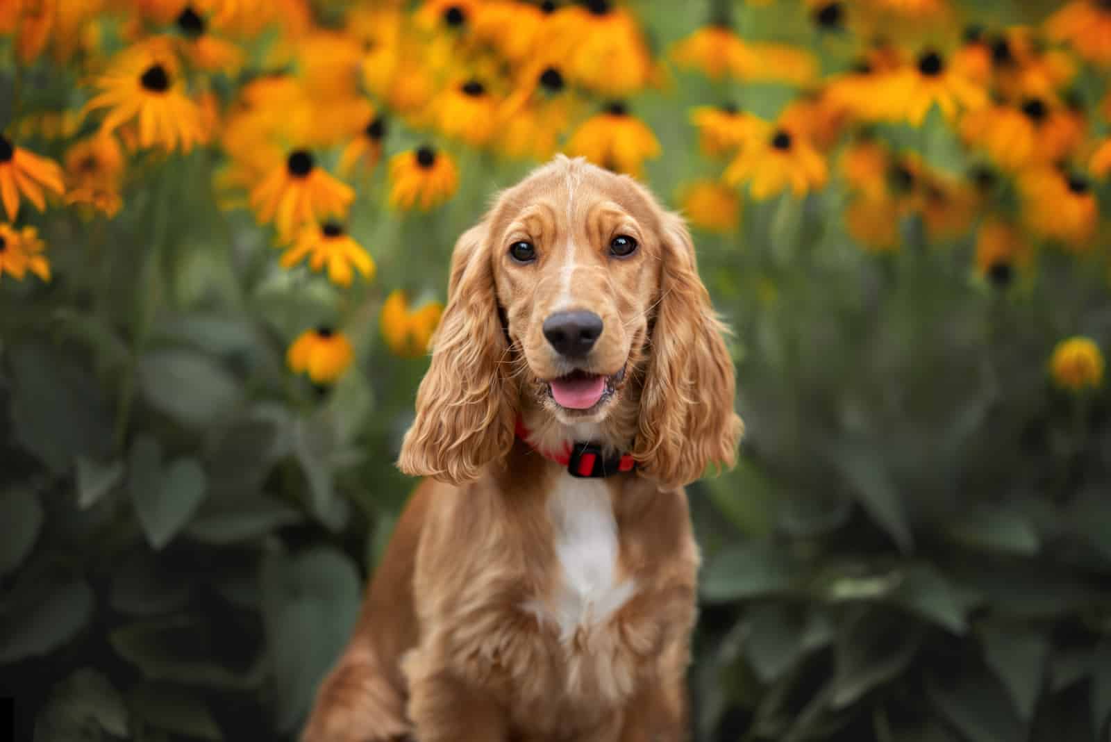 Cocker Spaniel with field of sunflowers behind him