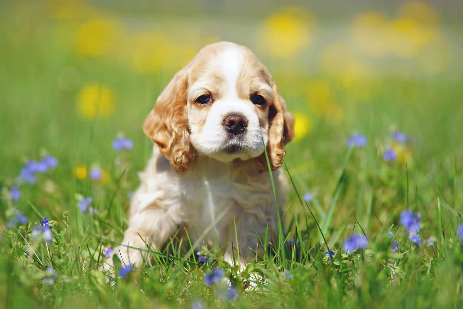 Cocker Spaniel puppy sitting in grass