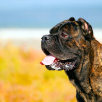 adult italian cane corso