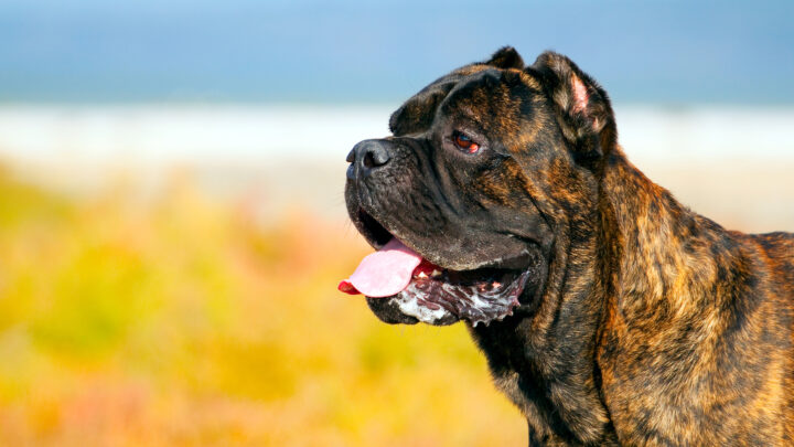 Common Cane Corso Health Issues You Should Look Out For