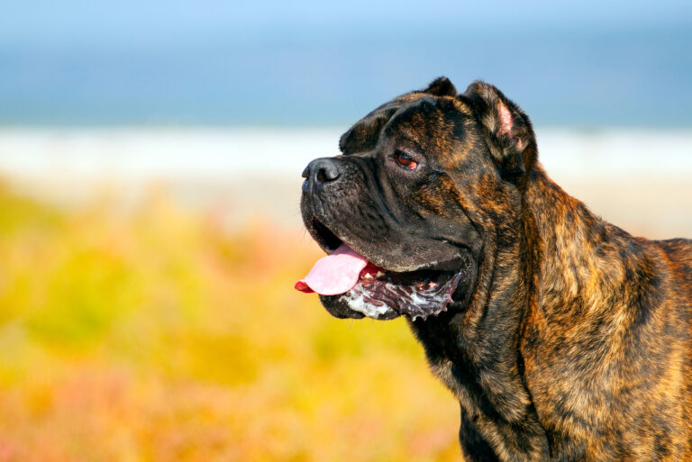adult italian cane corso