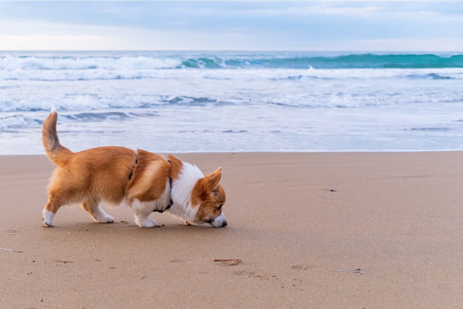 Corgi Pembroke puppy on sea coast