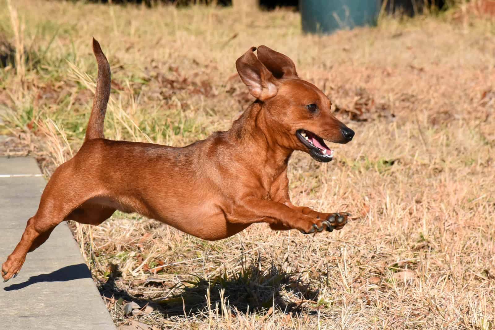 Dachshund running and jumping