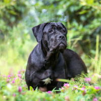 Cane Corso sitting in nature