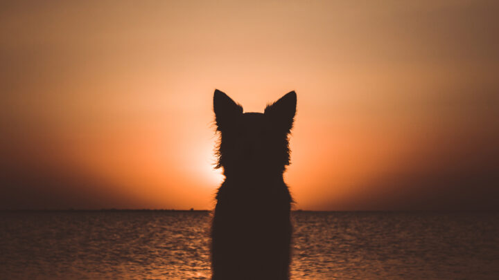 Do Dogs Have Souls? Comforting Truths In Times Of Sadness