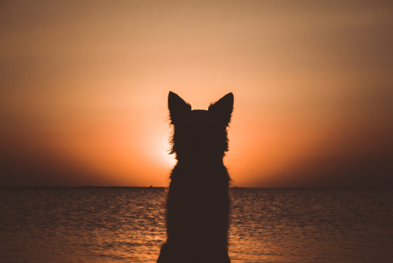 dog looking into sunset