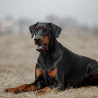 Doberman sitting outside