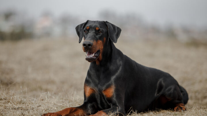 when do doberman get adult teeth